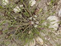 Limnosciadium pumilum