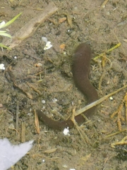 Haemopidae