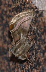 Euchalcia variabilis