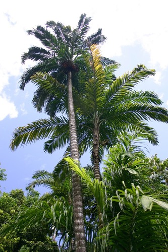 Bactris gasipaes, photograph 2