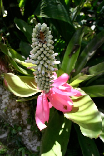 Aechmea mariae-reginae, photograph 2