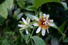 Passiflora pittieri, photograph Cody Hinchliff, CC BY, iNaturalist via GBIF