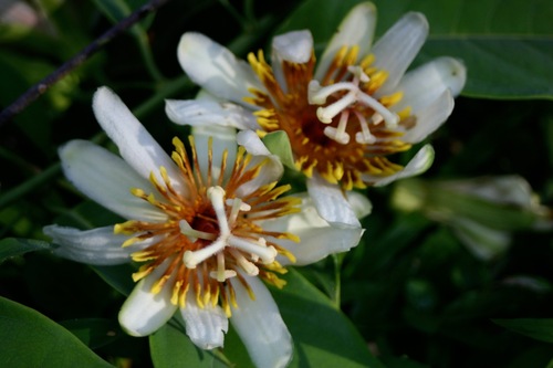 Passiflora pittieri