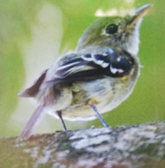 Empidonax flaviventris