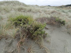 Ozothamnus leptophyllus