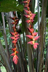 Heliconia pogonantha, photograph (c) Cody Hinchliff, some rights reserved (CC BY)