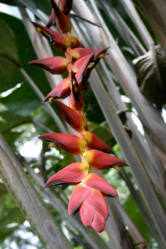 Heliconia pogonantha, photograph 5