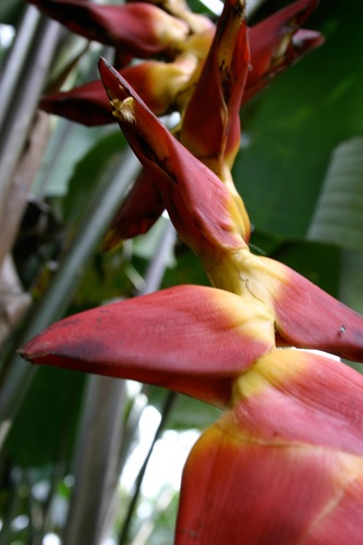 Heliconia pogonantha, photograph 6