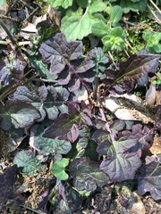 Salvia lyrata