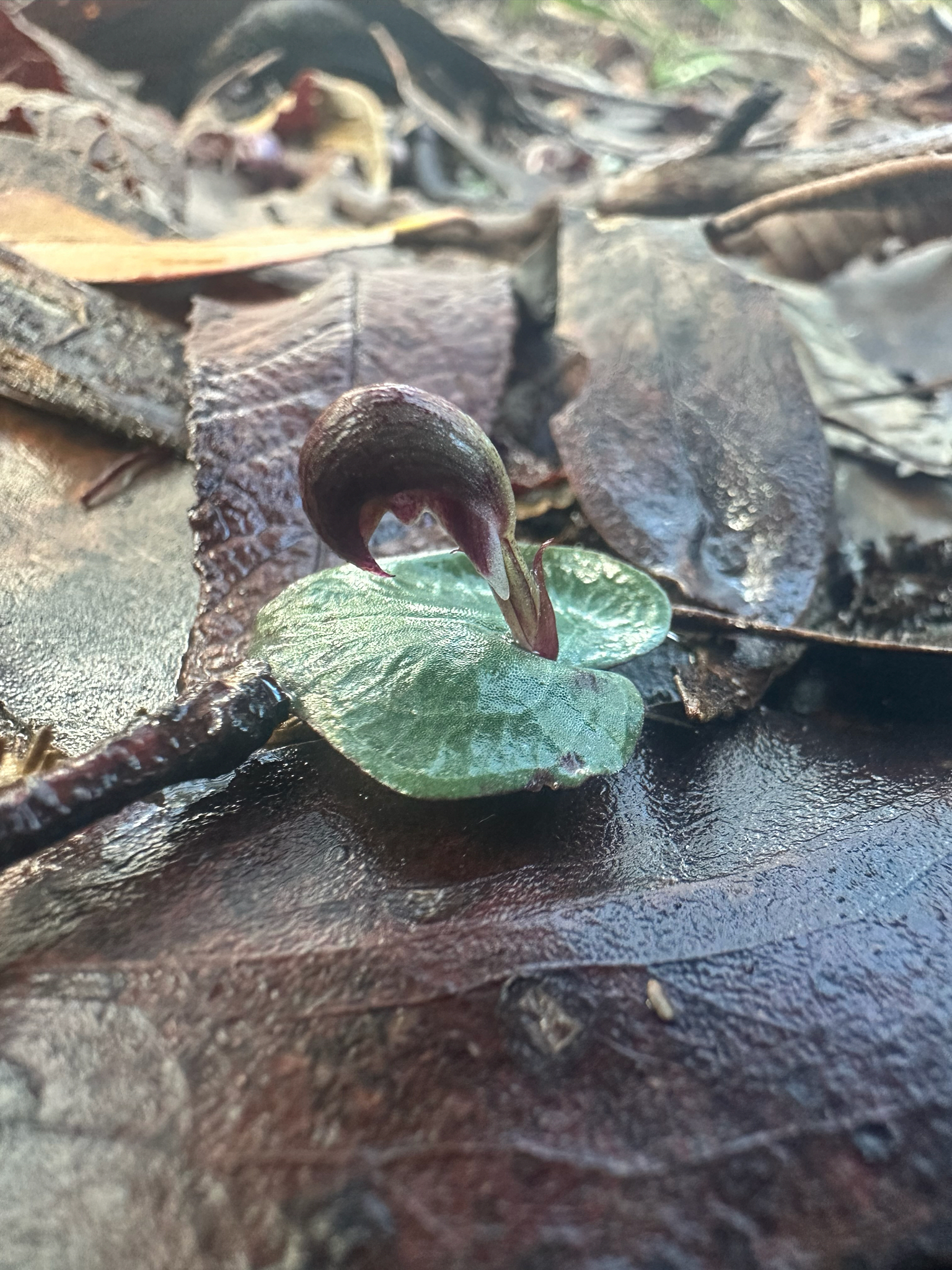 Imagem de Corybas aconitiflorus