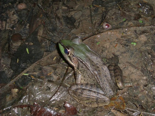 Common Marsh-Frog, Lithobates vaillanti
