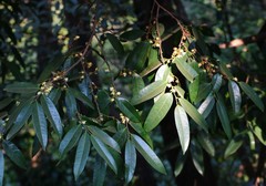 Sageraea laurina