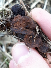 Gloeophyllum abietinum