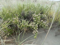 Ozothamnus leptophyllus