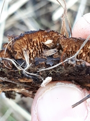 Gloeophyllum abietinum