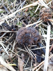 Gloeophyllum abietinum