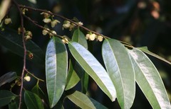 Sageraea laurina