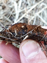 Gloeophyllum abietinum