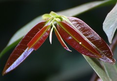 Sageraea laurina