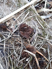 Gloeophyllum abietinum