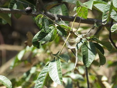 Vitex pyramidata