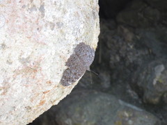 Hamadryas atlantis lelaps