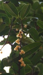 Sageraea laurina