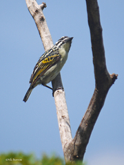 Pogoniulus pusillus