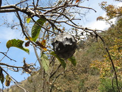 Annona longiflora