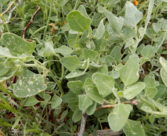 Chenopodium fremontii