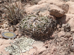 Echinofossulocactus phyllacanthus