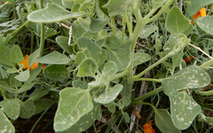 Chenopodium fremontii