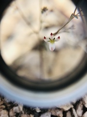 Nemacladus orientalis