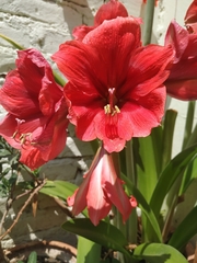 Hippeastrum hybridum