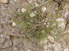 Limnosciadium pumilum