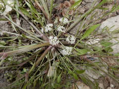 Limnosciadium pumilum