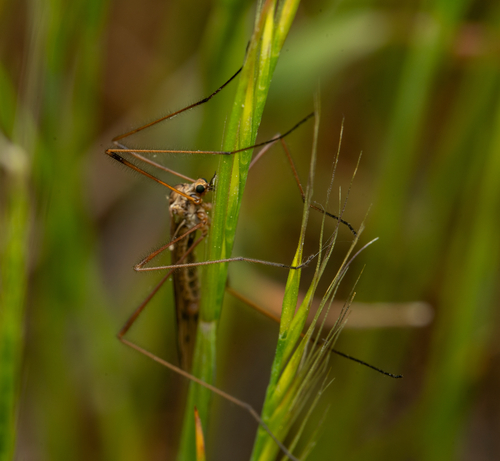 Crane fly photo 6