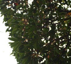 Sageraea laurina