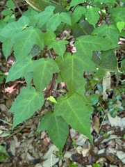 Acer crataegifolium, photograph (c) ITÔ, Hiroki, some rights reserved (CC BY)