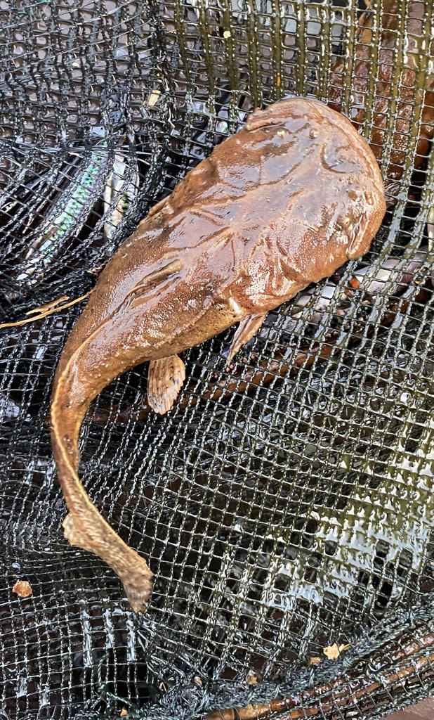 Angler catfish (Chaca bankanensis) — Chacidae