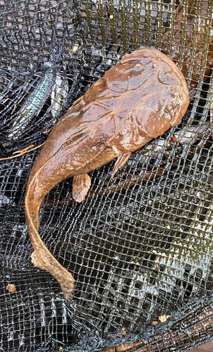 Angler catfish (Chaca bankanensis) — Chacidae