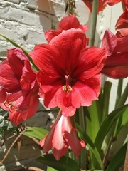 Hippeastrum hybridum