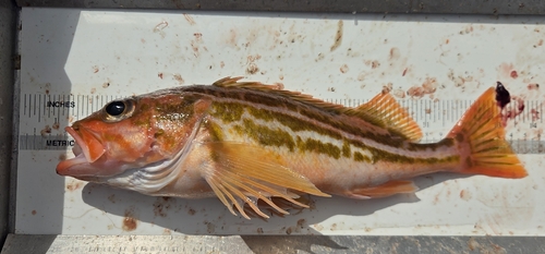 Greenstripe rockfish (Sebastes elongatus) — Sebastidae — 5