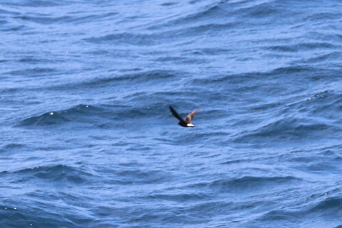 Wedge-rumped Storm Petrel (Hydrobates tethys), photo 6