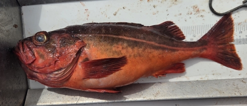 Mexican rockfish (Sebastes macdonaldi) — Sebastidae