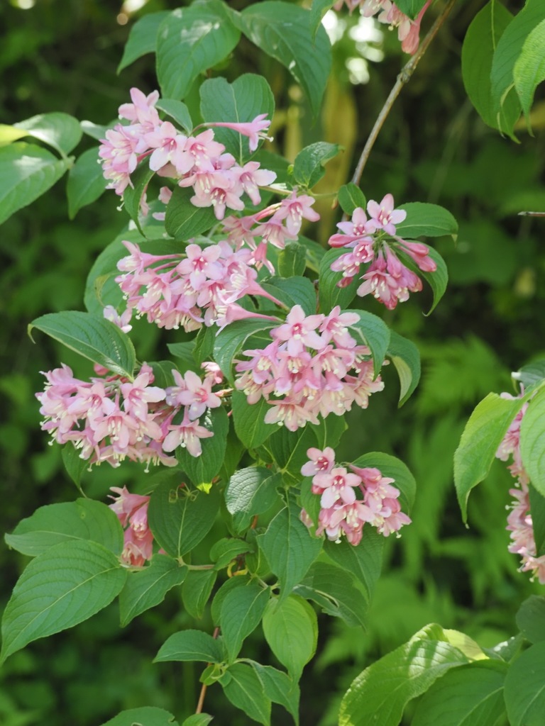 Weigela hortensis; photograph ITÔ, Hiroki, CC BY, iNaturalist via GBIF