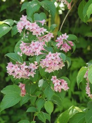 Weigela hortensis