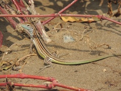 Cnemidophorus gaigei