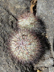 Mammillaria jaliscana jaliscana