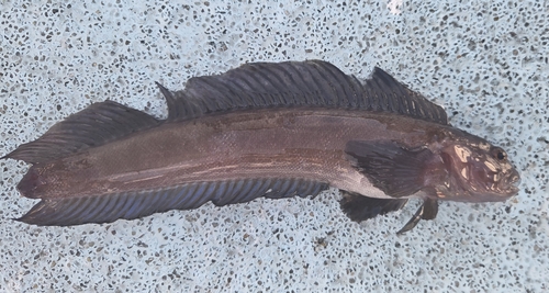 Gestreepte ronquil (Rathbunella hypoplecta) — Bathymasteridae — 2